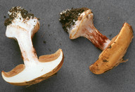 Cortinarius saporatus