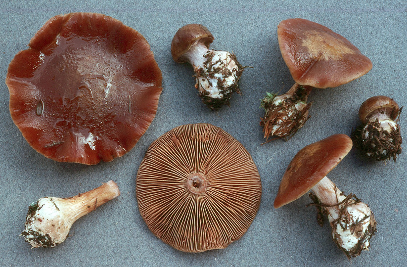 Cortinarius scaurus