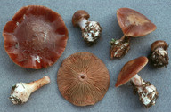 Cortinarius scaurus