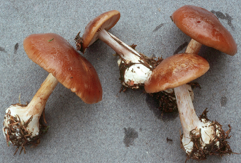 Cortinarius scaurus