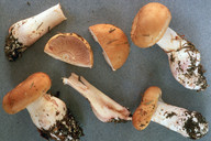 Cortinarius spadicellus