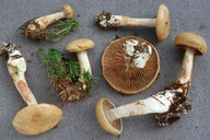 Cortinarius subtortus