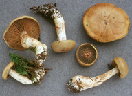 Cortinarius subtortus