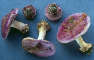 Cortinarius eucaeruleus