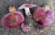 Cortinarius eucaeruleus