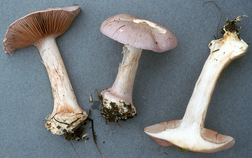 Cortinarius eucaeruleus