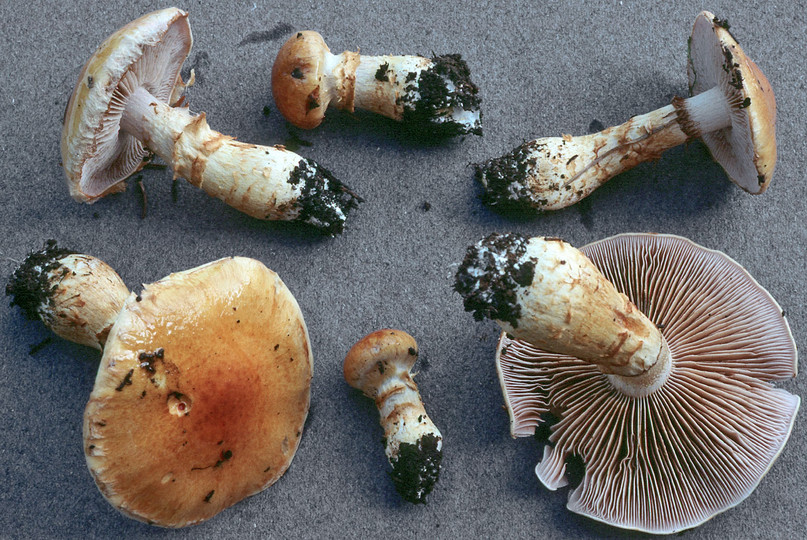 Cortinarius triumphans