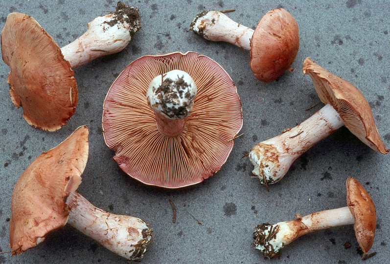 Cortinarius variecolor