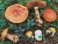 Cortinarius aureofulvus