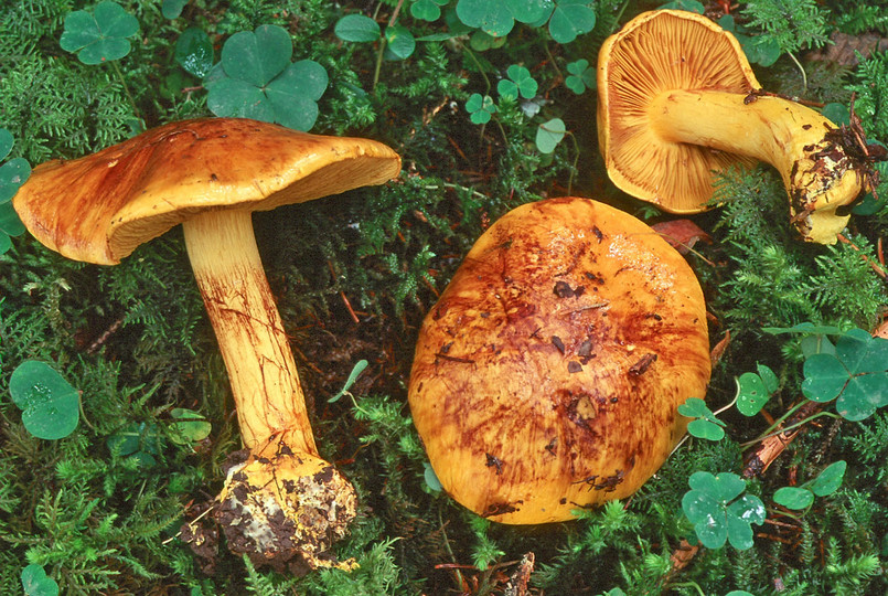 Cortinarius meinhardii