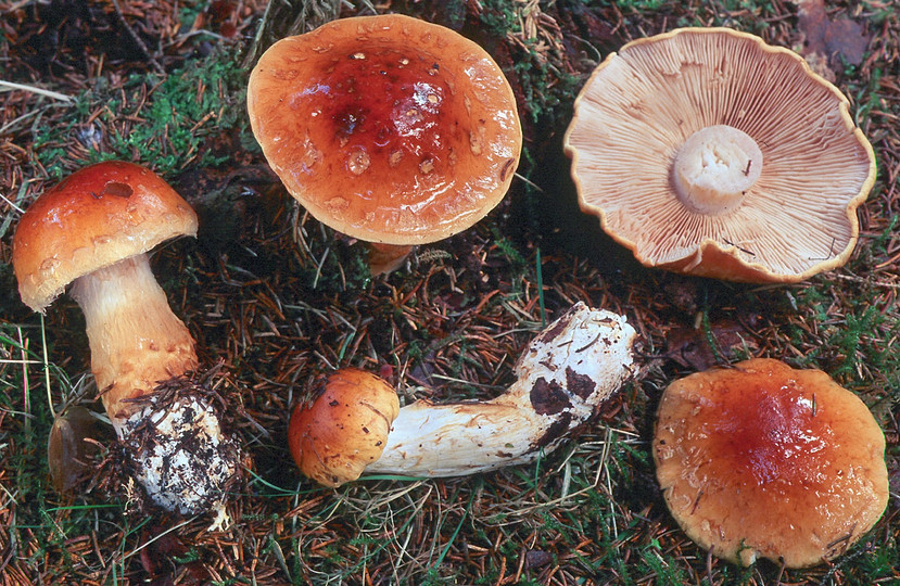 Cortinarius saginus