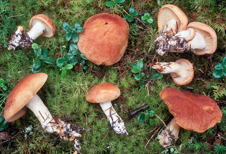 Cortinarius crassus