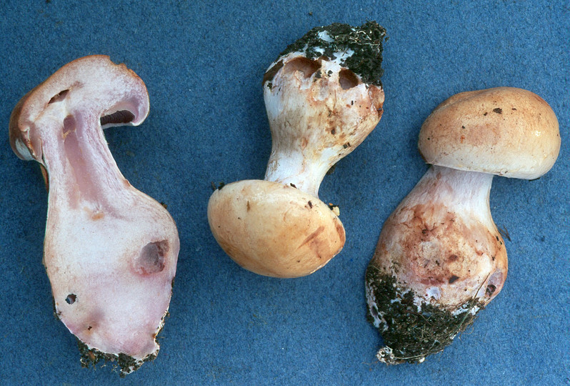 Cortinarius largus