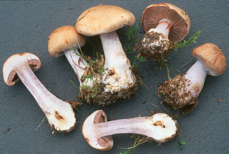 Cortinarius argenteolilacinus