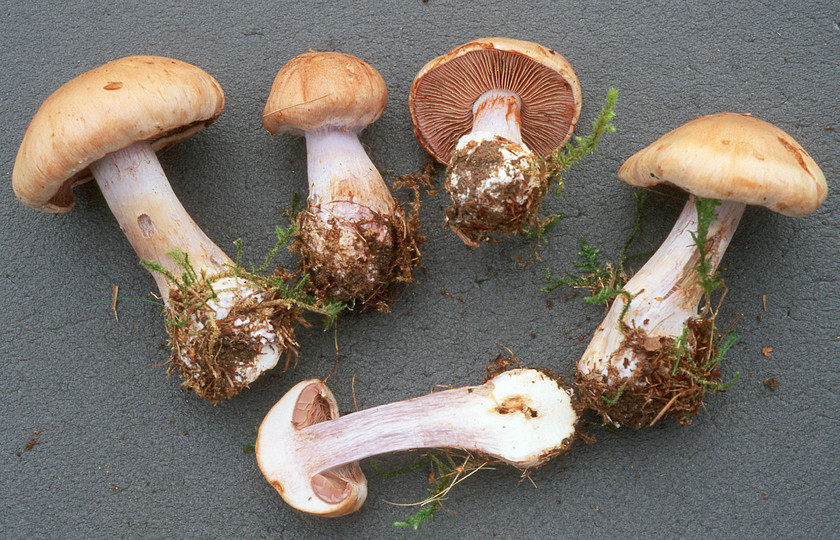 Cortinarius argenteolilacinus