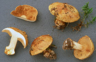 Cortinarius flavovirens