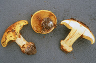 Cortinarius olearioides