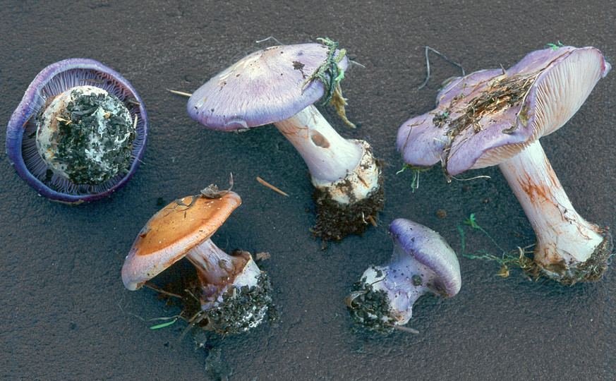 Cortinarius eucaeruleus