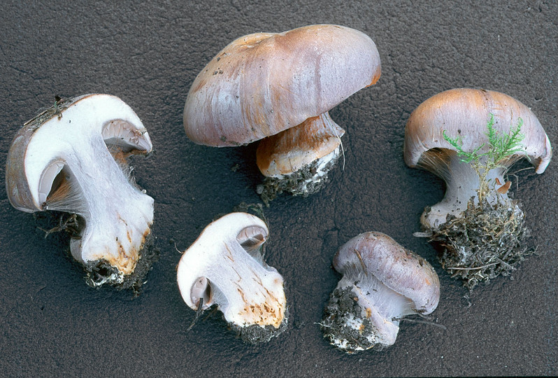 Cortinarius caesiocanescens