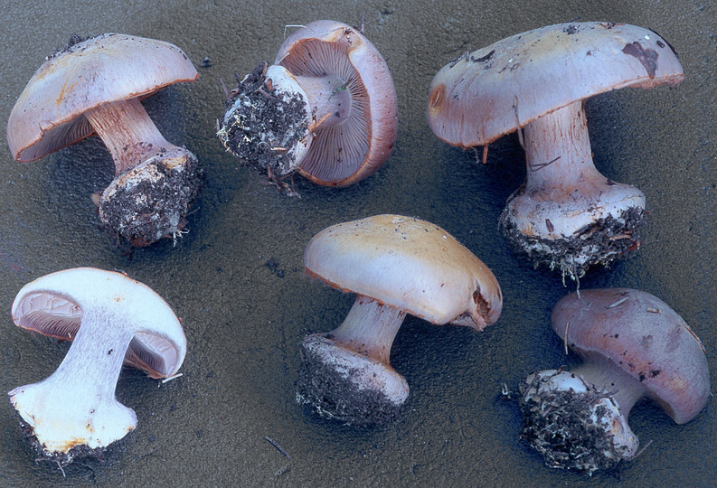 Cortinarius caesiocanescens