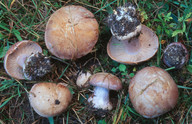 Cortinarius caesiocanescens