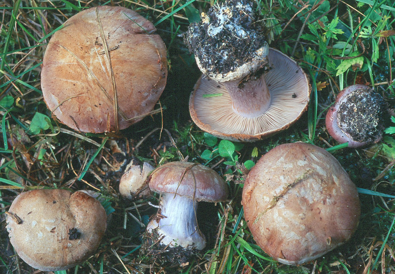 Cortinarius caesiocanescens