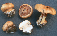 Cortinarius corrosus