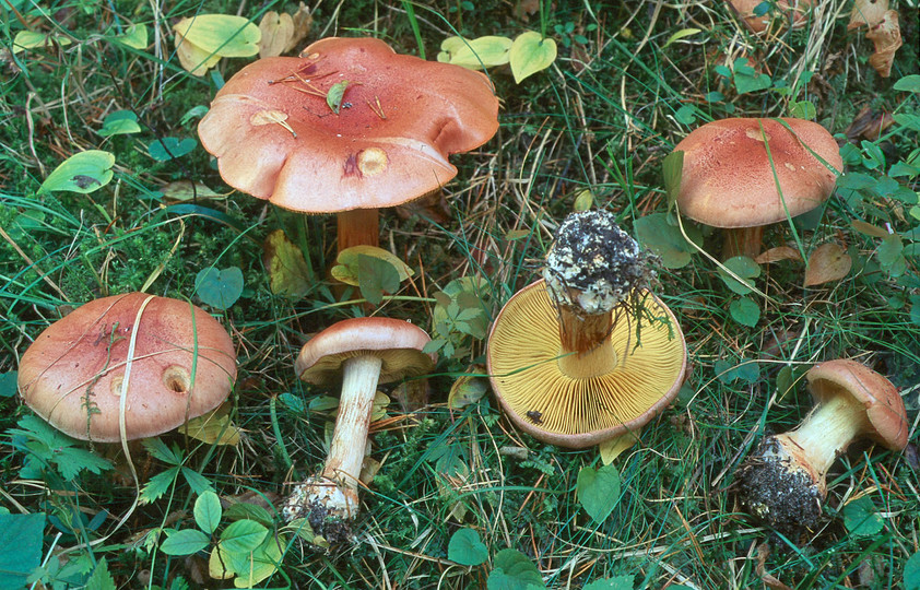 Cortinarius odorifer