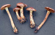 Cortinarius mussivus