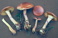 Cortinarius mussivus