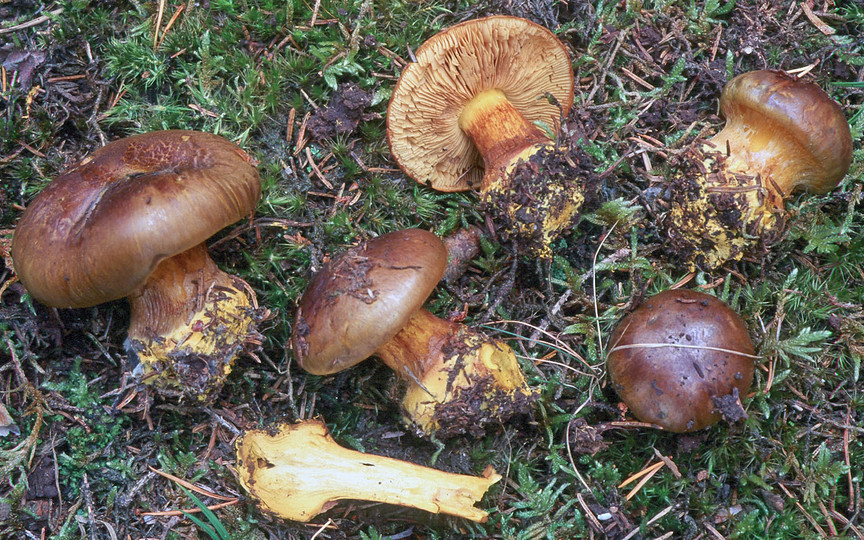 Cortinarius atrovirens