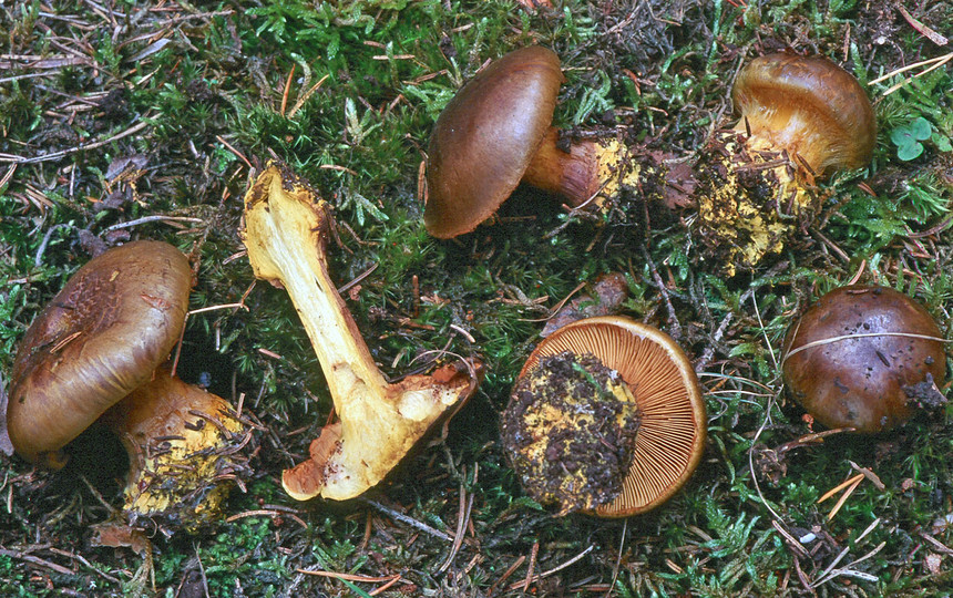 Cortinarius atrovirens