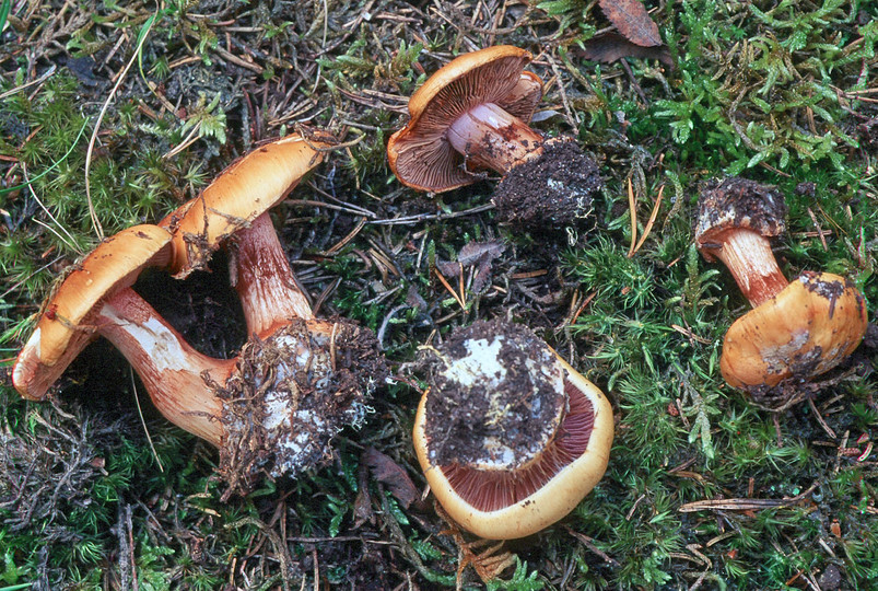 Cortinarius haasii