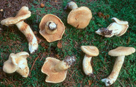 Cortinarius fraudulosus