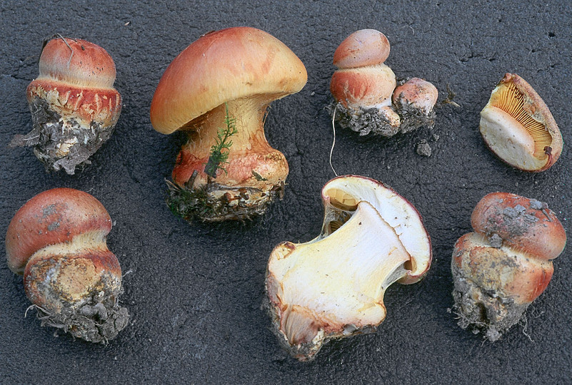 Cortinarius xanthophyllus