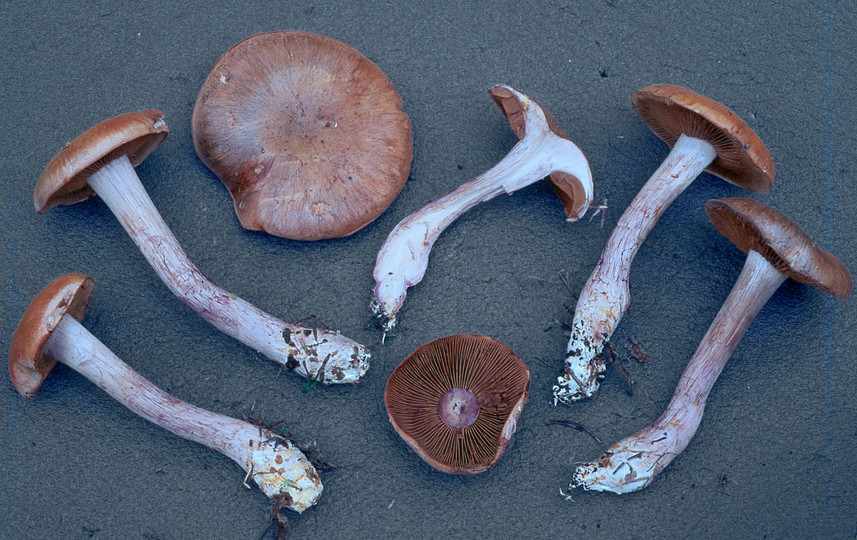 Cortinarius violaceomaculatus