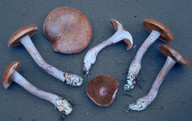 Cortinarius violaceomaculatus