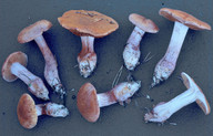 Cortinarius violaceomaculatus