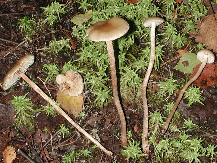 Pholiota myosotis