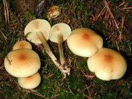 Pholiota spumosa