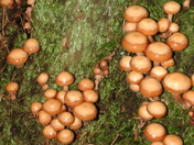 Pholiota mutabilis