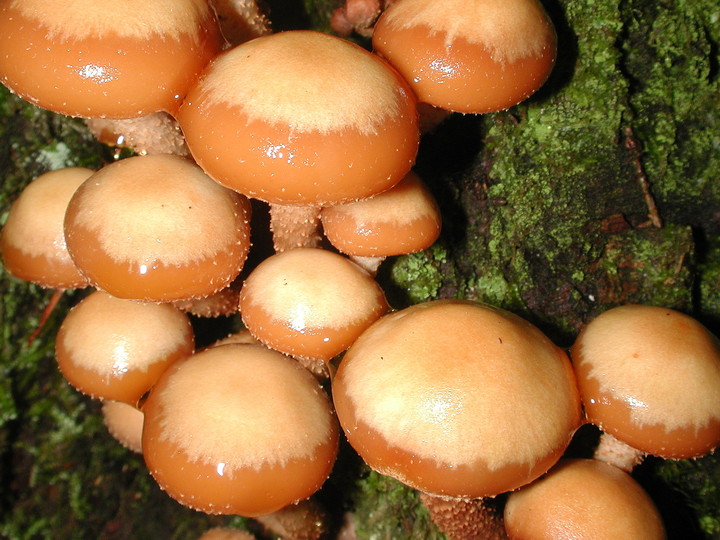 Pholiota mutabilis