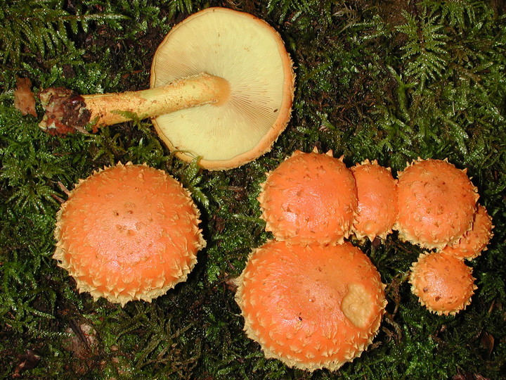 Pholiota flammans