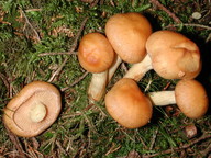 Pholiota pinicola