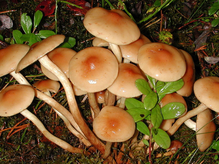 Pholiota pinicola