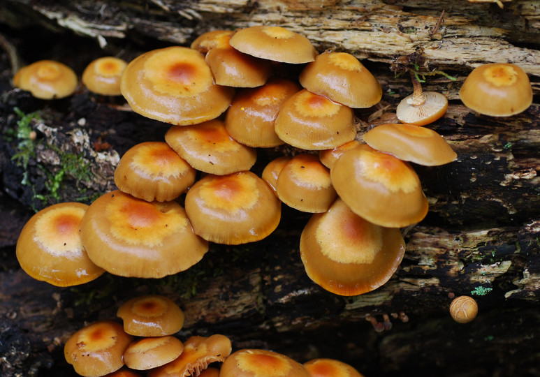 Pholiota mutabilis