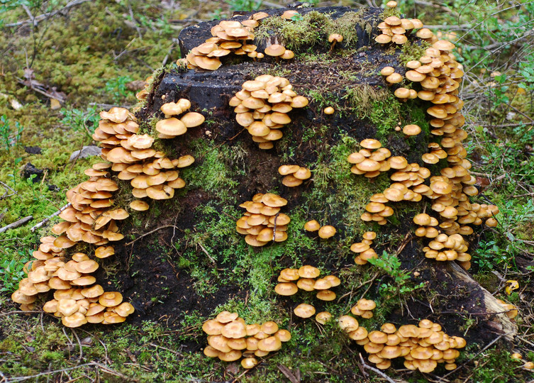 Pholiota mutabilis