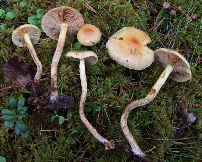 Pholiota spumosa