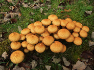 Pholiota squarrosa