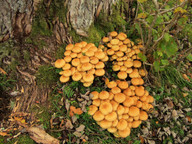 Pholiota squarrosa